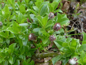 Salix breviserrata